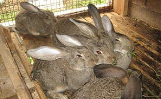 Przygotowujemy biznesplan dotyczący hodowli królików w domu