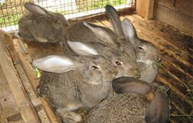 Przygotowujemy biznesplan dotyczący hodowli królików w domu