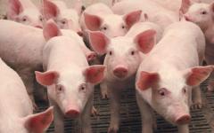 Technologia i tajniki hodowli świń w domu dla początkujących