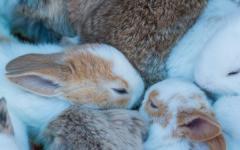 Hodowla królików jako firma: szczegółowy opis procesu tworzenia hodowli królików, biznesplan, rentowność i zwrot