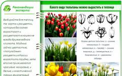 Выращивание тюльпанов на продажу как бизнес