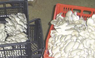 Выращивание вешенок как бизнес Закупаем грибы вешенка на переработку