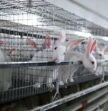 Составляем бизнес-план по разведению кроликов в домашних условиях Разведение кроликов на мясо на ферме